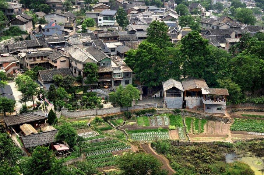 漂亮鹦鹉救援